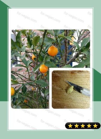 The Kumquat Seed Project recipe