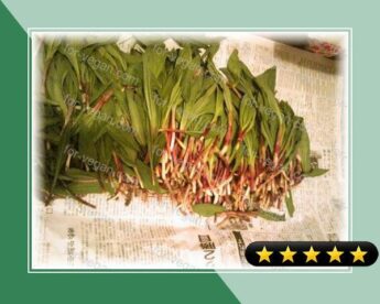 How to Prepare and Enjoy Ramps recipe